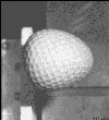 Golfball