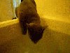 Cat Dunk