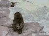 Monkey Scare