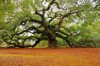 Awesome Tree