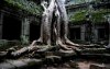 Temple Tree