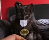 Bat Cat!