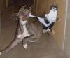 Kung-Fu Cat