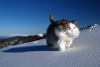 Snowcat