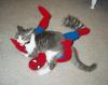 Spider Cat