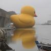 Rubber Ducky