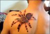 Spider Tattoo