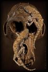 Gecko Skull
