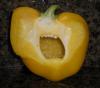 Pepper Pain