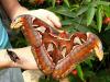 Attacus Atlas