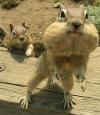 Ground Squirrels