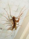 House Centipede