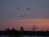 Smiley Birds