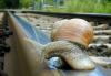 Snail