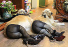 Dog Panty Hose